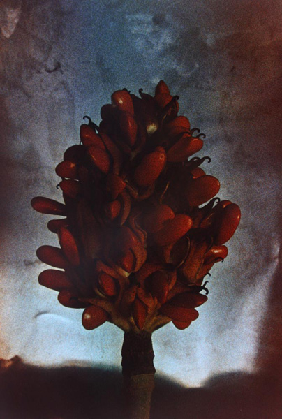 Magnolia 24 x18  Chromogenic Print